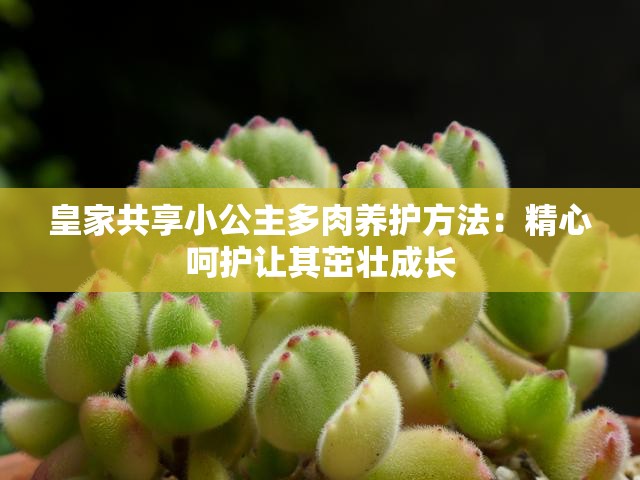 皇家共享小公主多肉养护方法：精心呵护让其茁壮成长
